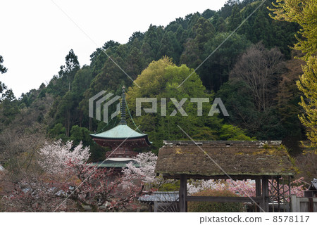 Furuji Treasure Tower and Sakura Furuji Treasure Tower and Sakura 8578117