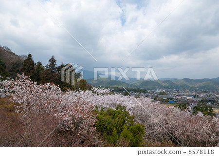Horinji寺的櫻花樹 8578118