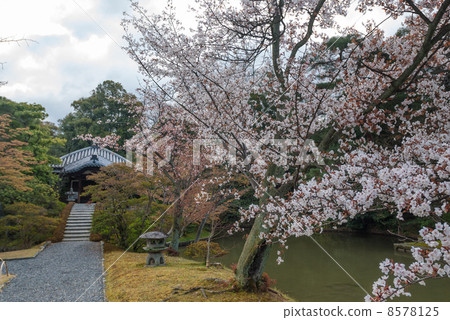 Katsura Rikyu Cherry Blossoms and Sonomento Katsura Rikyu Cherry Blossoms and Sonomento 8578125