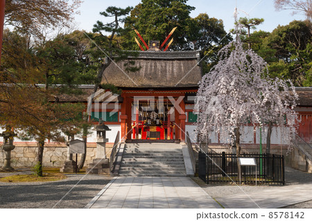 Saika Omoto Miya Risai Cherry Blossoms 8578142