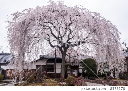 本町寺安德伍德櫻花 本町寺安德伍德櫻花 8578170