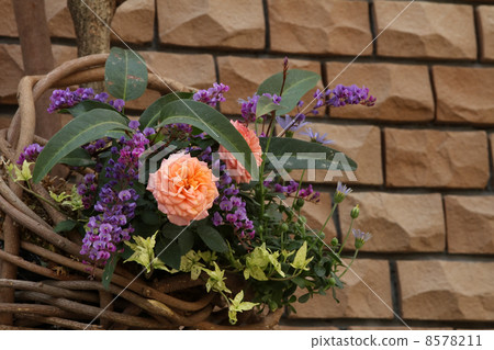 Mini rose and Harden Bergia Mini rose and Harden Bergia 8578211