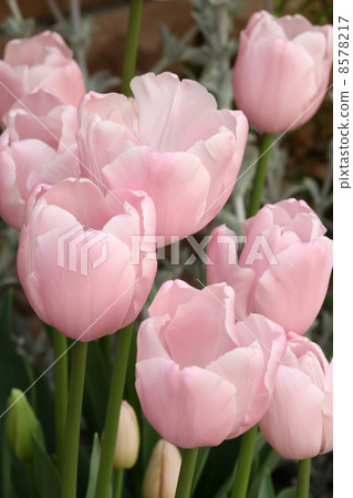 Tulip · Pink Diamond Tulip · Pink Diamond 8578217