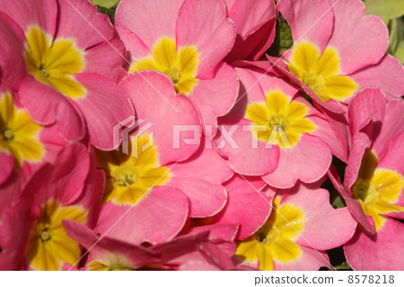 Primula Julien Primula Julien 8578218