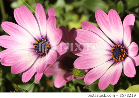 Osteoporum Osteoporum 8578219