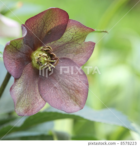 Christmas rose Christmas rose 8578223
