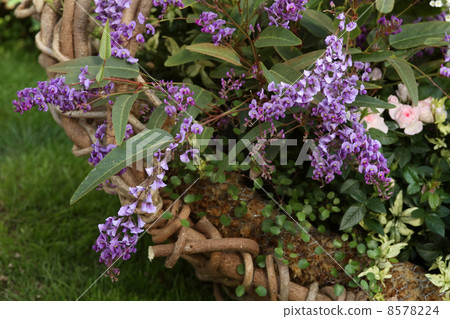 Harden Bergia 8578224
