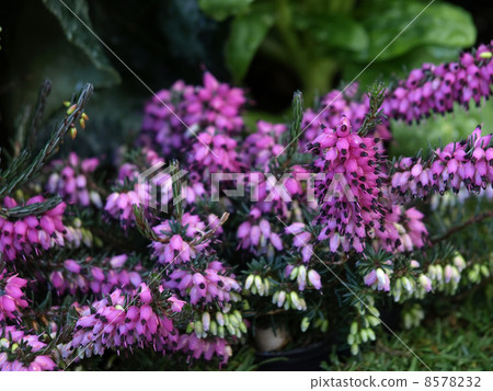 Erika Darriencis 8578232