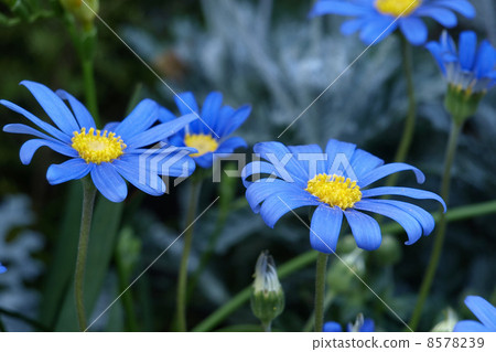 Blue Daisy 8578239