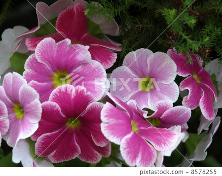 報春花·Obconica 8578255