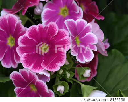 報春花·Obconica 8578258