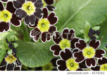 Primula Julien 8578262