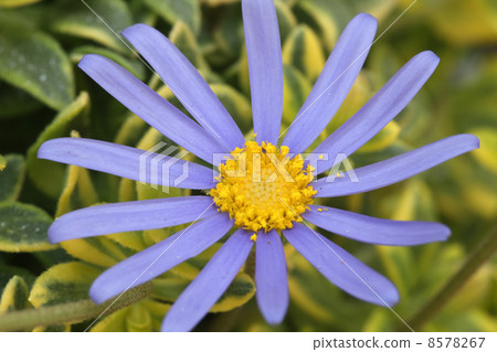 藍色雛菊 8578267