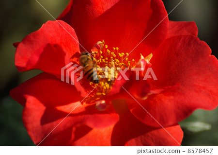 Princess Michiko Bee Orange Flower Princess Michiko Bee Orange Flower 8578457