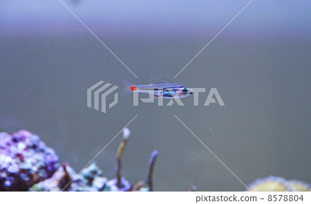 霓虹燈守護 8578804