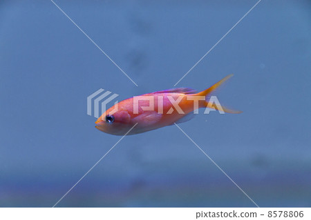 Madder eggplant 8578806