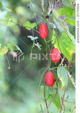 卡拉蘇里 卡拉蘇里 8578908