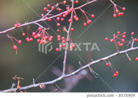 珠美海棠 珠美海棠 8578909