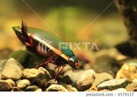 Himefu Chitridenslow Himefu Chitridenslow 8579137
