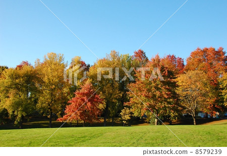 Autumn leaves 8579239