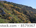 Shikoku, autumn leaves of Kenzan mountain 8579367