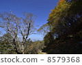 Autumn leaves of autumn mountain road of Shikoku, Kenzan 8579368