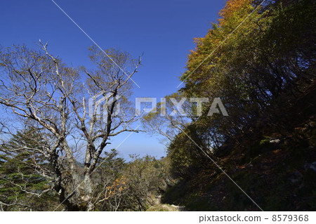 秋天,Shikoku,Kenzan山路秋葉 秋天,Shikoku,Kenzan山路秋葉 8579368
