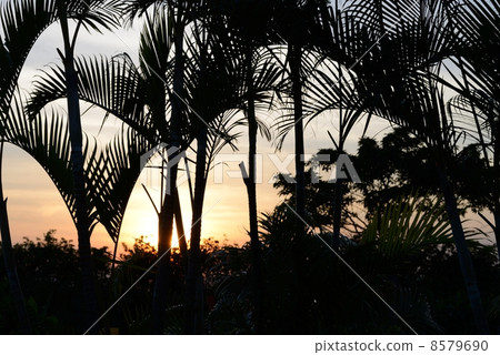 Tropical sunsets 8579690