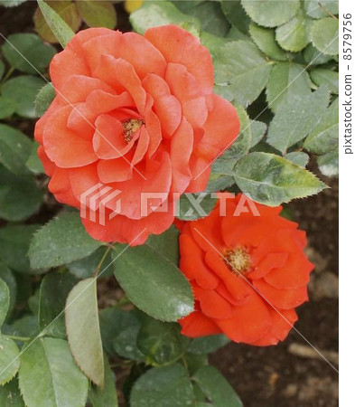 Balatyncin Balatyncin 8579756