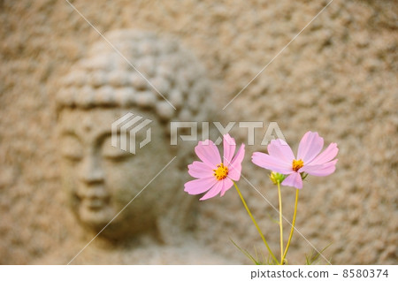 Stone Buddha and Cosmos Stone Buddha and Cosmos 8580374