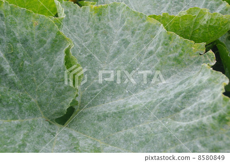 南瓜葉與白粉病 南瓜葉與白粉病 8580849