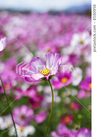 波斯菊盛開 8580956