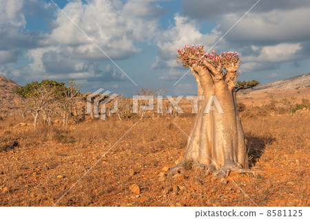 Desert rose tree, Socotra Island, Yemen 8581125