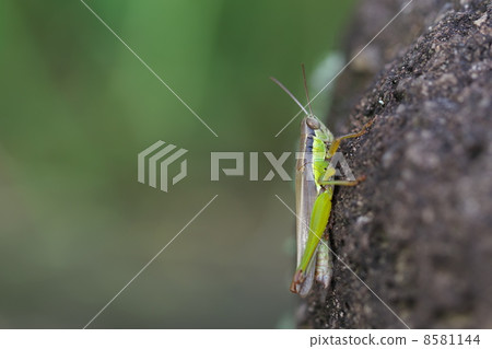 Locust 8581144
