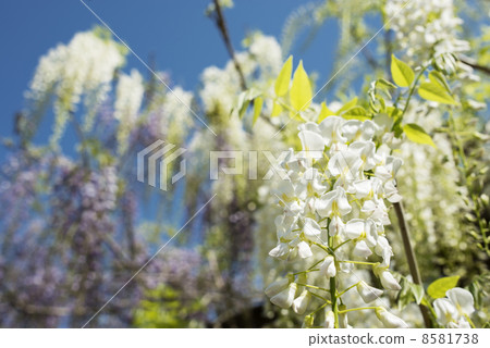 White wisteria flowers 8581738