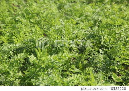 Ginseng field Ginseng field 8582220
