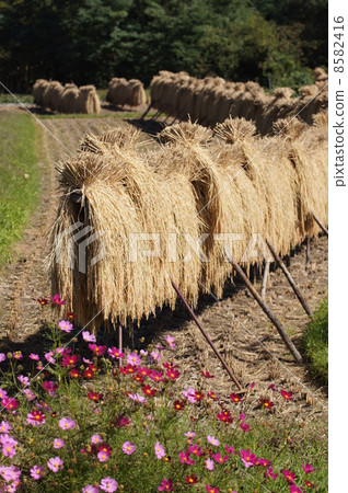 Rural landscape in Japan Cosmos Inabori Tate 8582416