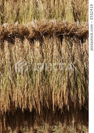 Fall rice hanging Inagi dried 8582419
