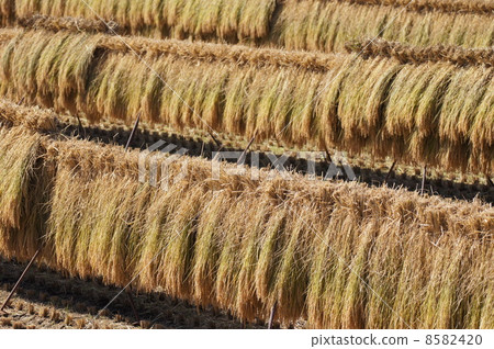 Countryside scenery of Japan Sakuhe Iza 8582420