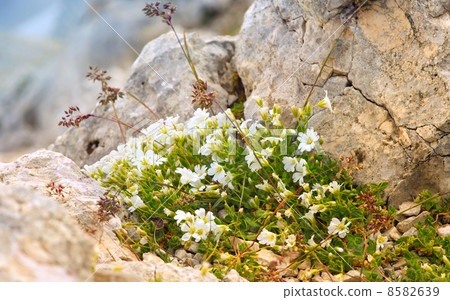 White Flowers in Caucasus Mountains reserve growing on stones 8582639