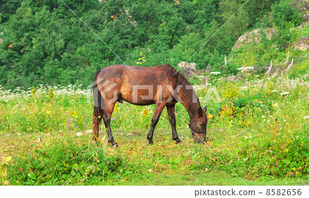 Brown Horse pastured on Green Valley eating fresh grass rural landscape ecology clear concept 8582656
