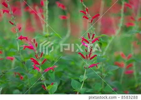 菠蘿鼠尾草 8583288