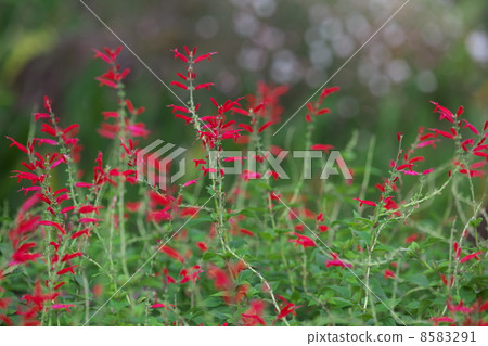 菠蘿鼠尾草 菠蘿鼠尾草 8583291