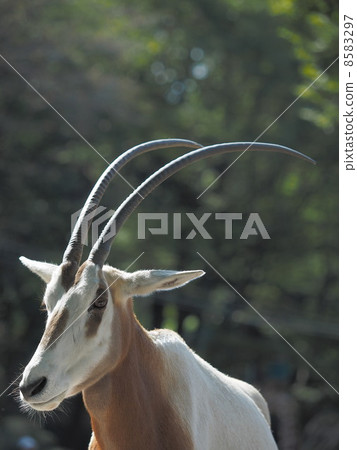 Shiro Orix的長角 8583297