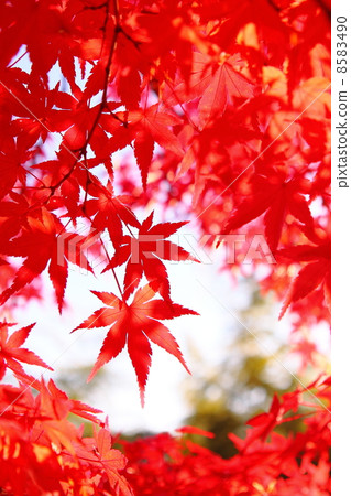 槭樹秋葉 8583490