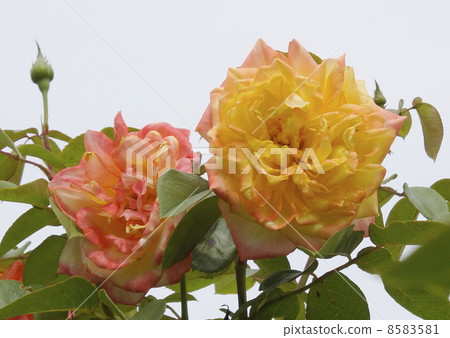 平衡Pektra 02 8583581