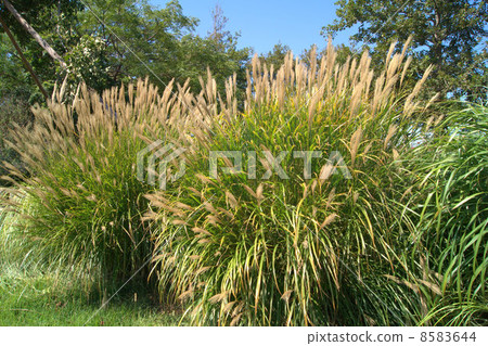 Blue sky and Susuki: thin 8583644