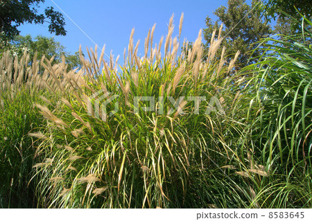 Blue sky and Susuki: thin 8583645