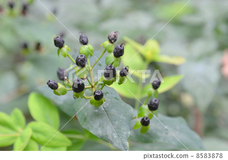 Fruit of Hippelicum 8583878
