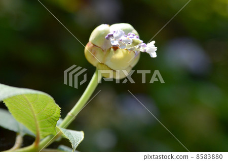 Birth of hydrangea hydrangea 8583880